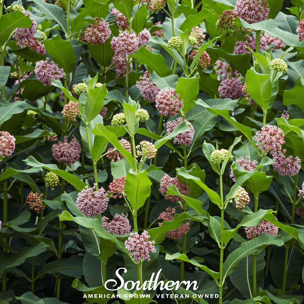 Common Milkweed – 50 Seeds Southern Seeds
