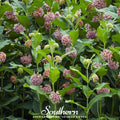 Common Milkweed – 50 Seeds Southern Seeds