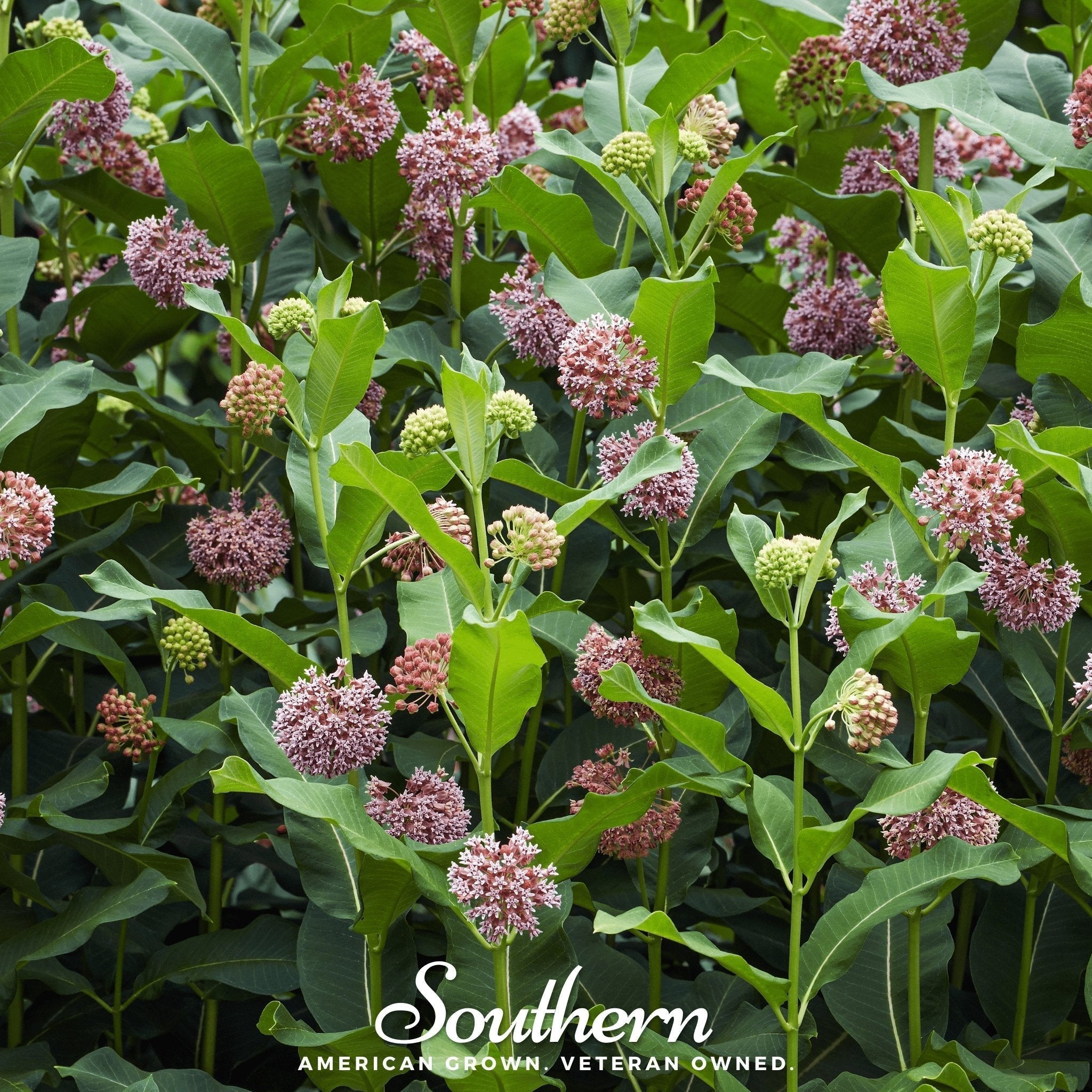 Common Milkweed – 50 Seeds Southern Seeds