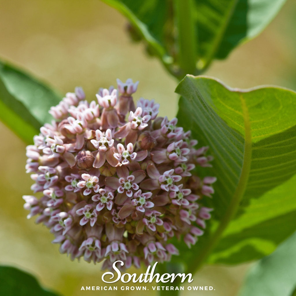 Common Milkweed – 50 Seeds Southern Seeds