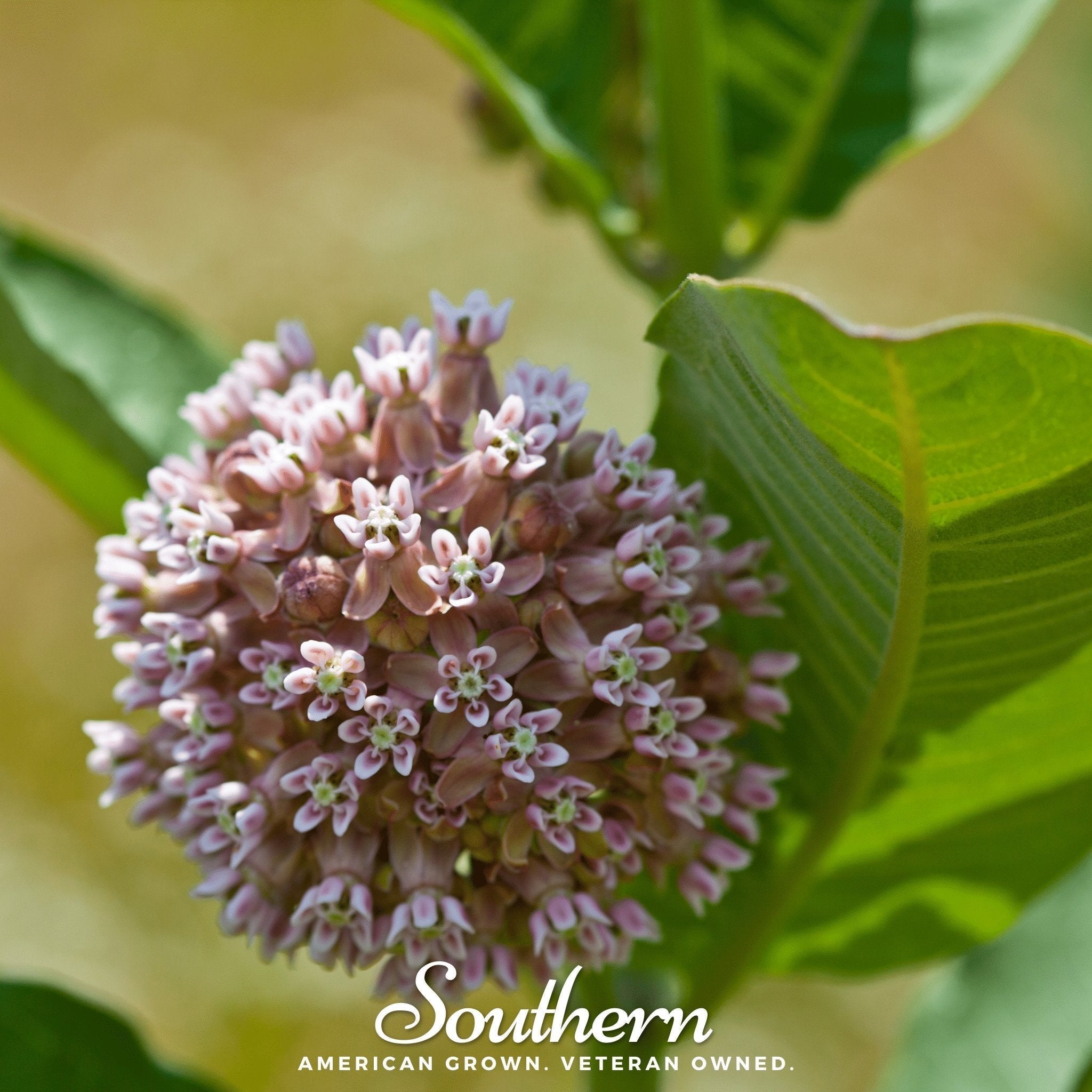 Common Milkweed – 50 Seeds Southern Seeds