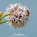 Showy Milkweed – 20 Seeds Southern Seeds