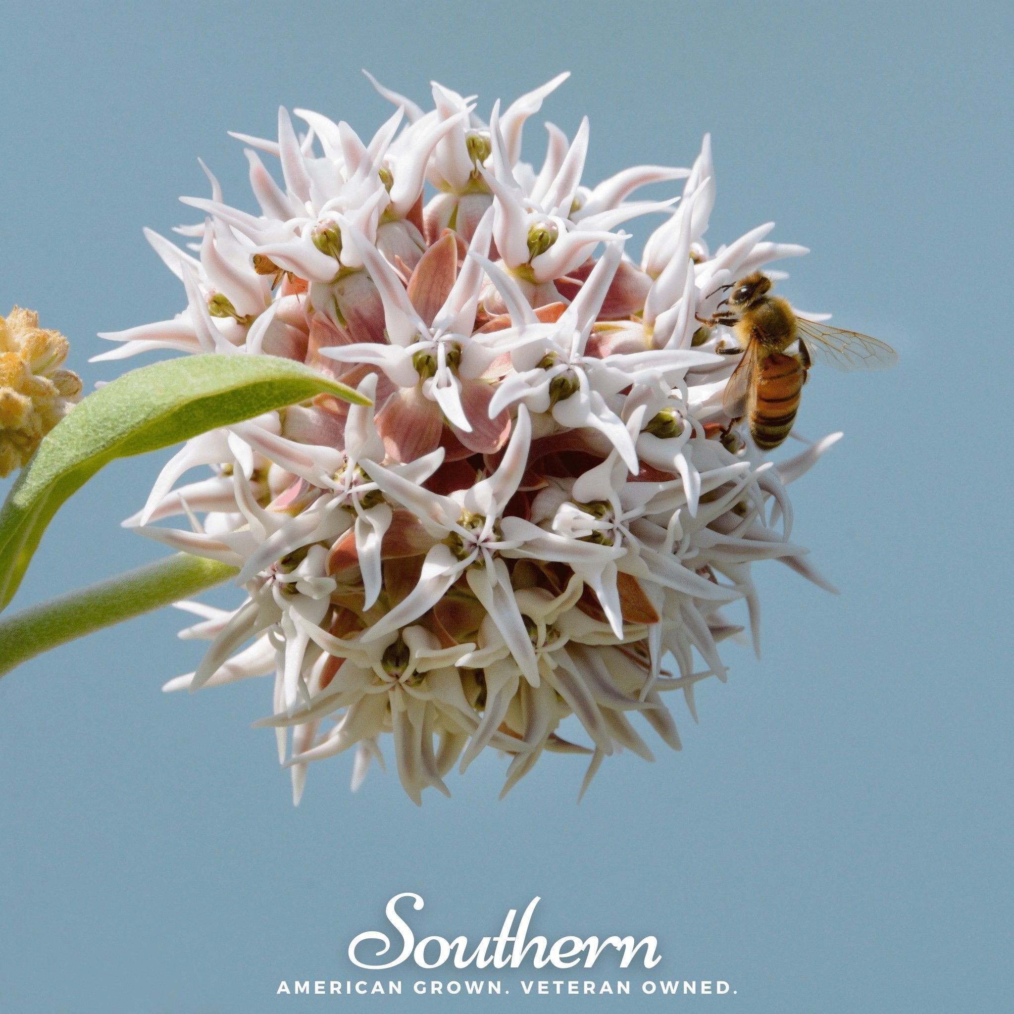 Showy Milkweed – 20 Seeds Southern Seeds