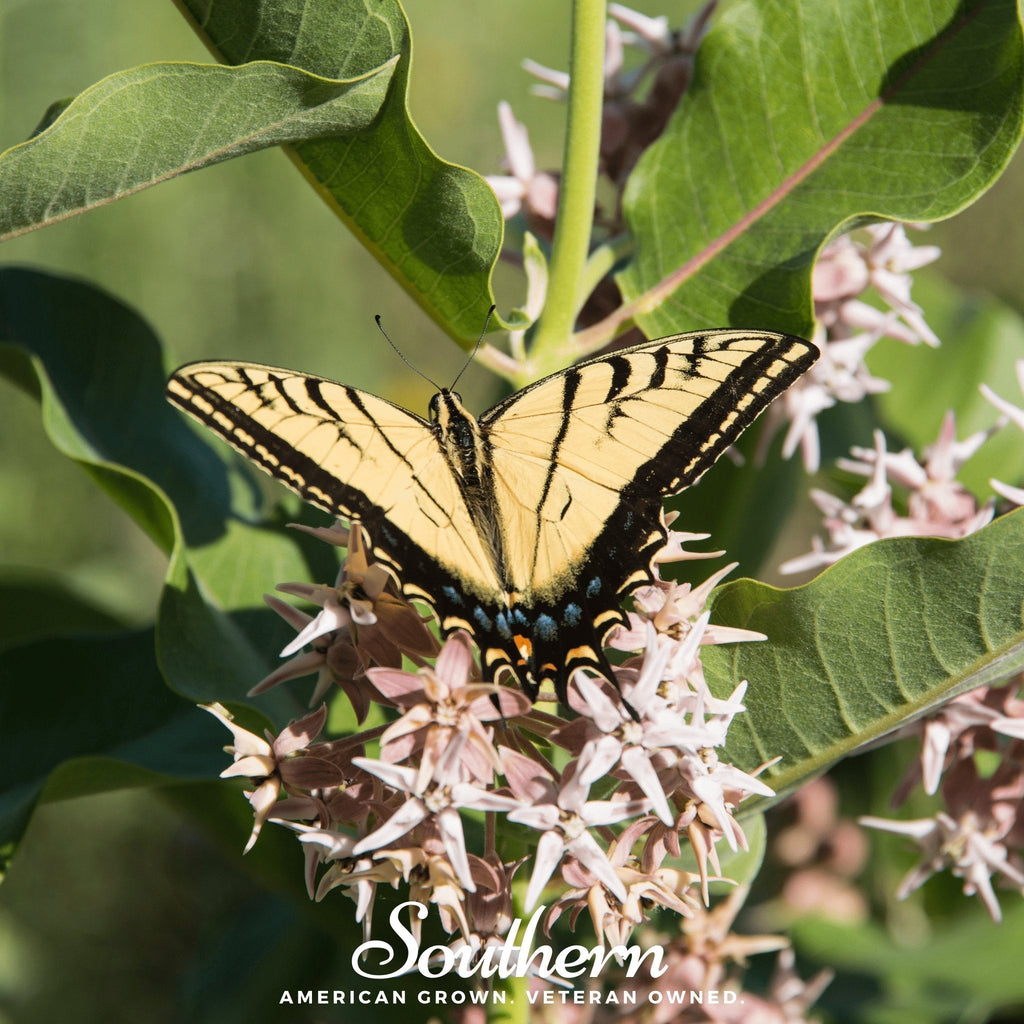 Showy Milkweed – 20 Seeds Southern Seeds