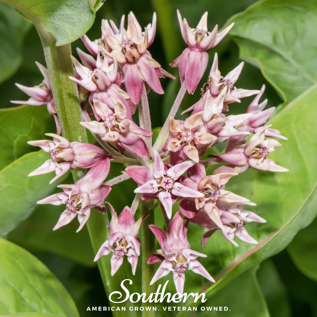 Showy Milkweed – 20 Seeds Southern Seeds