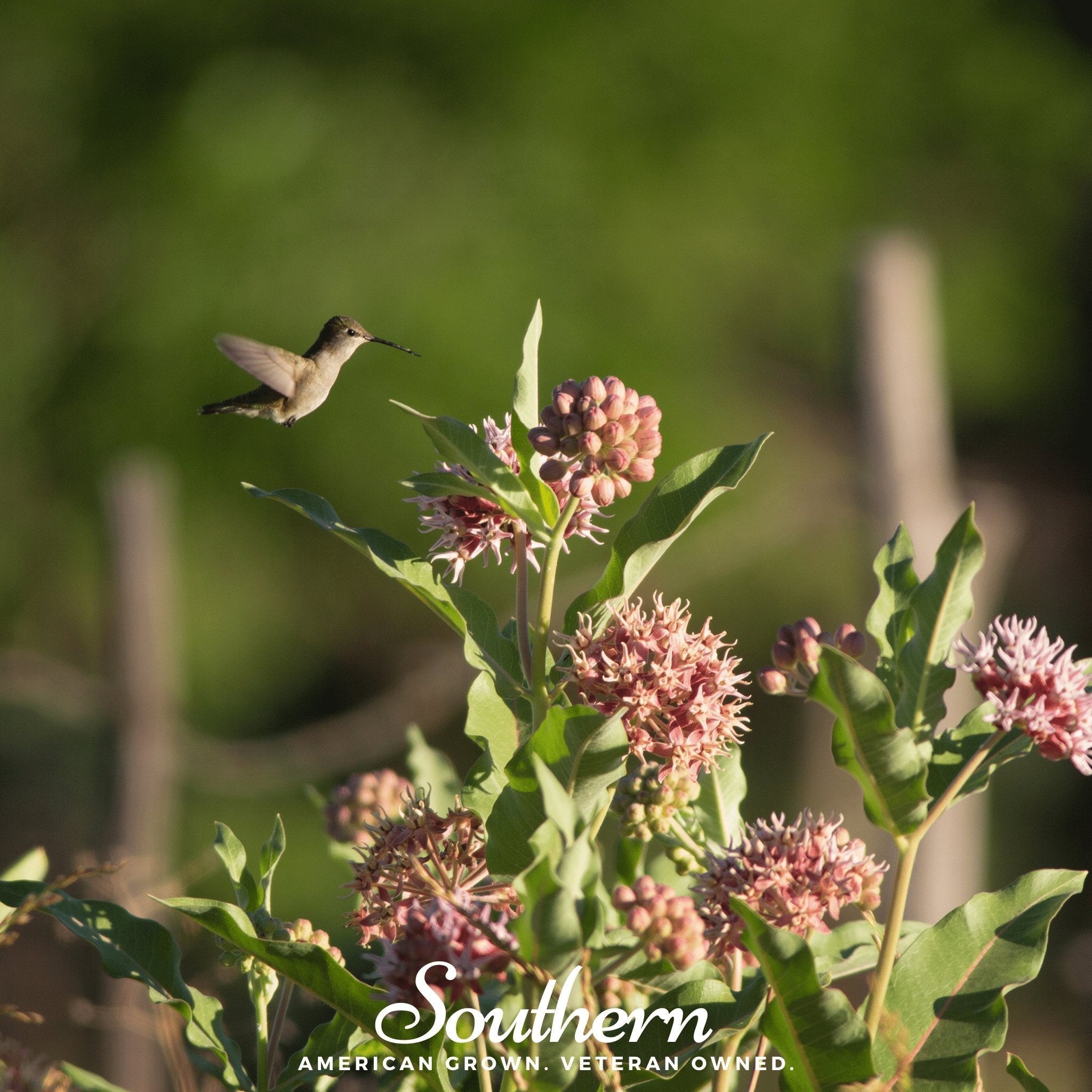Showy Milkweed – 20 Seeds Southern Seeds