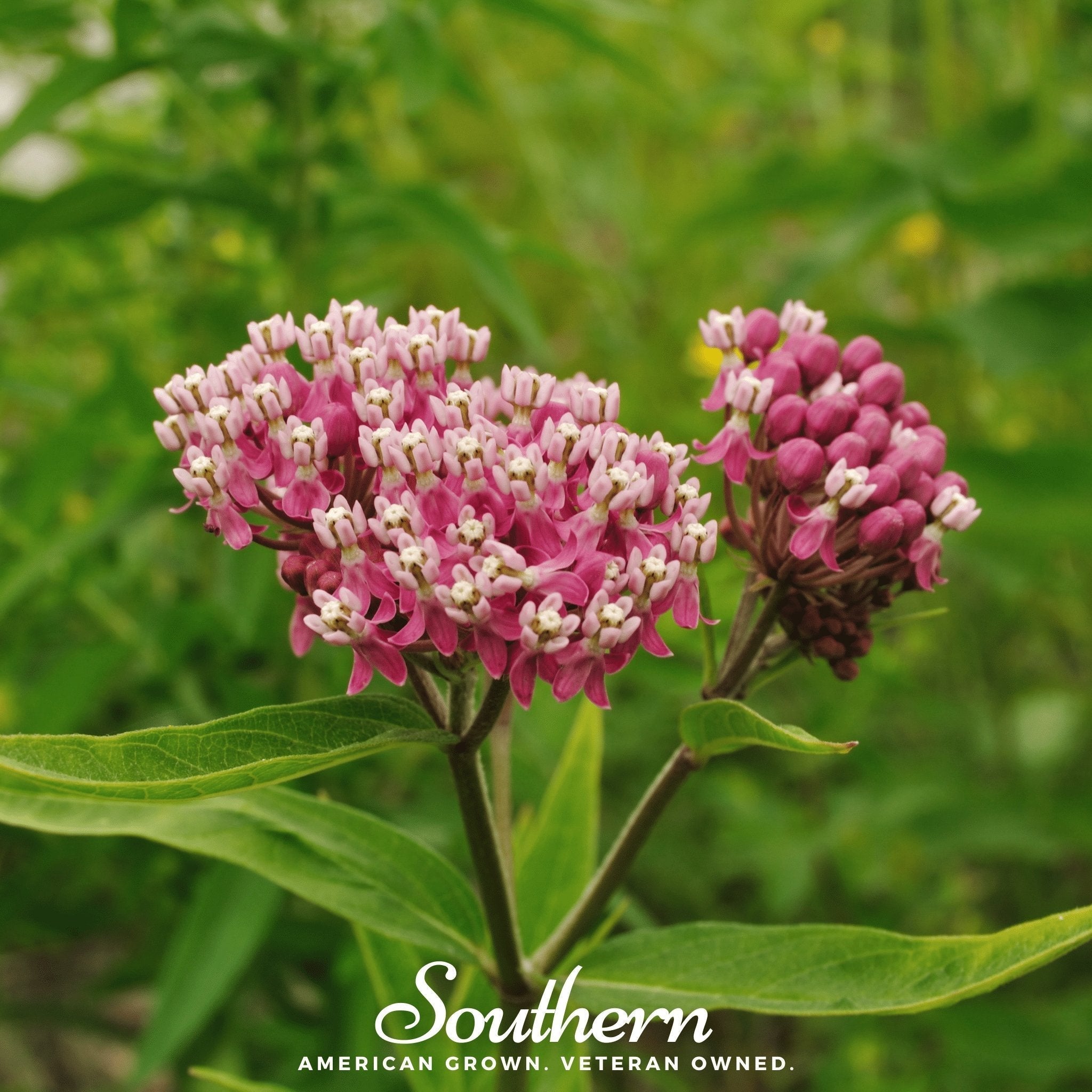 Swamp Milkweed – 50 Seeds Southern Seeds