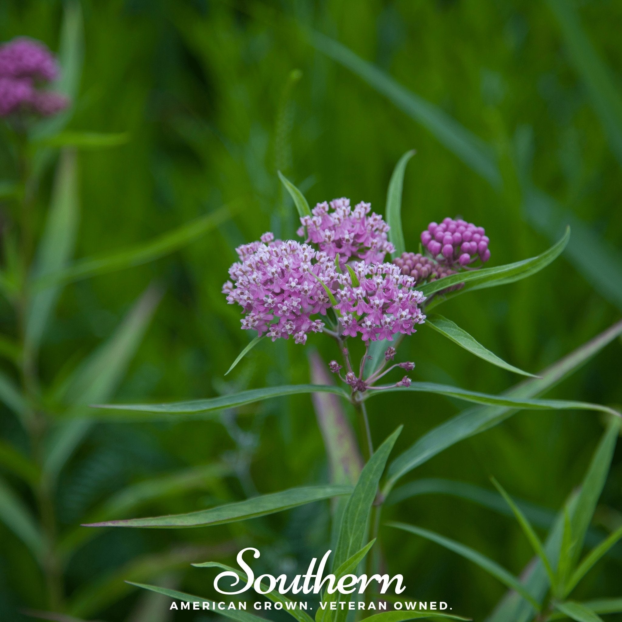 Swamp Milkweed – 50 Seeds Southern Seeds