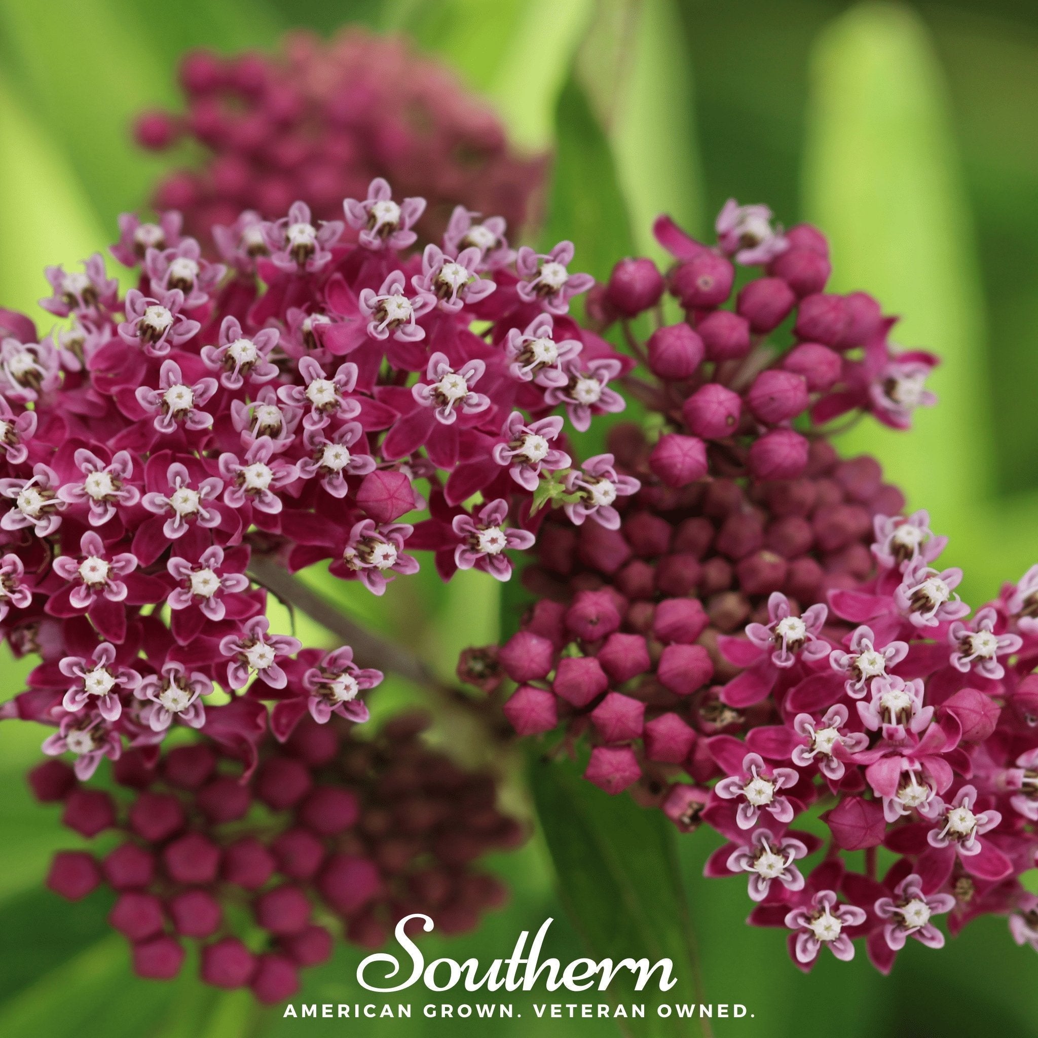 Swamp Milkweed – 50 Seeds Southern Seeds