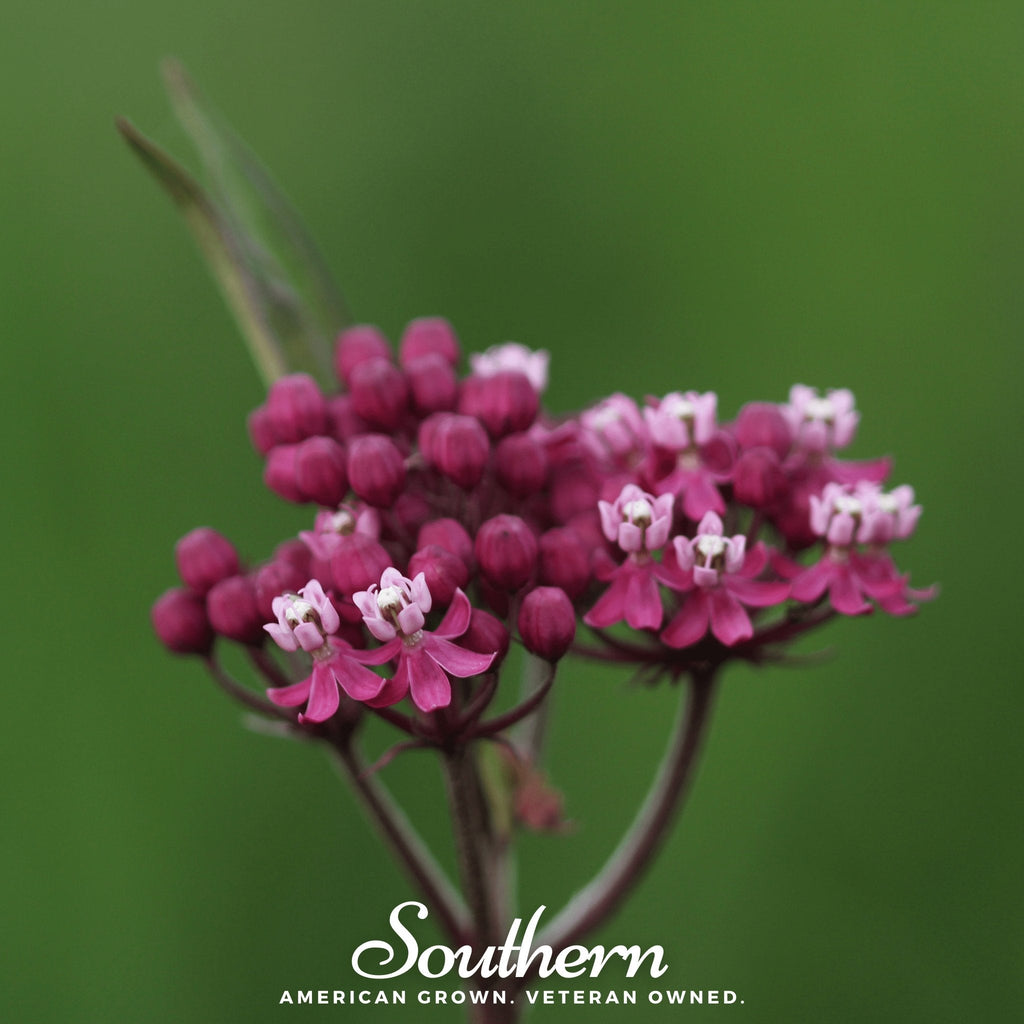 Swamp Milkweed – 50 Seeds Southern Seeds