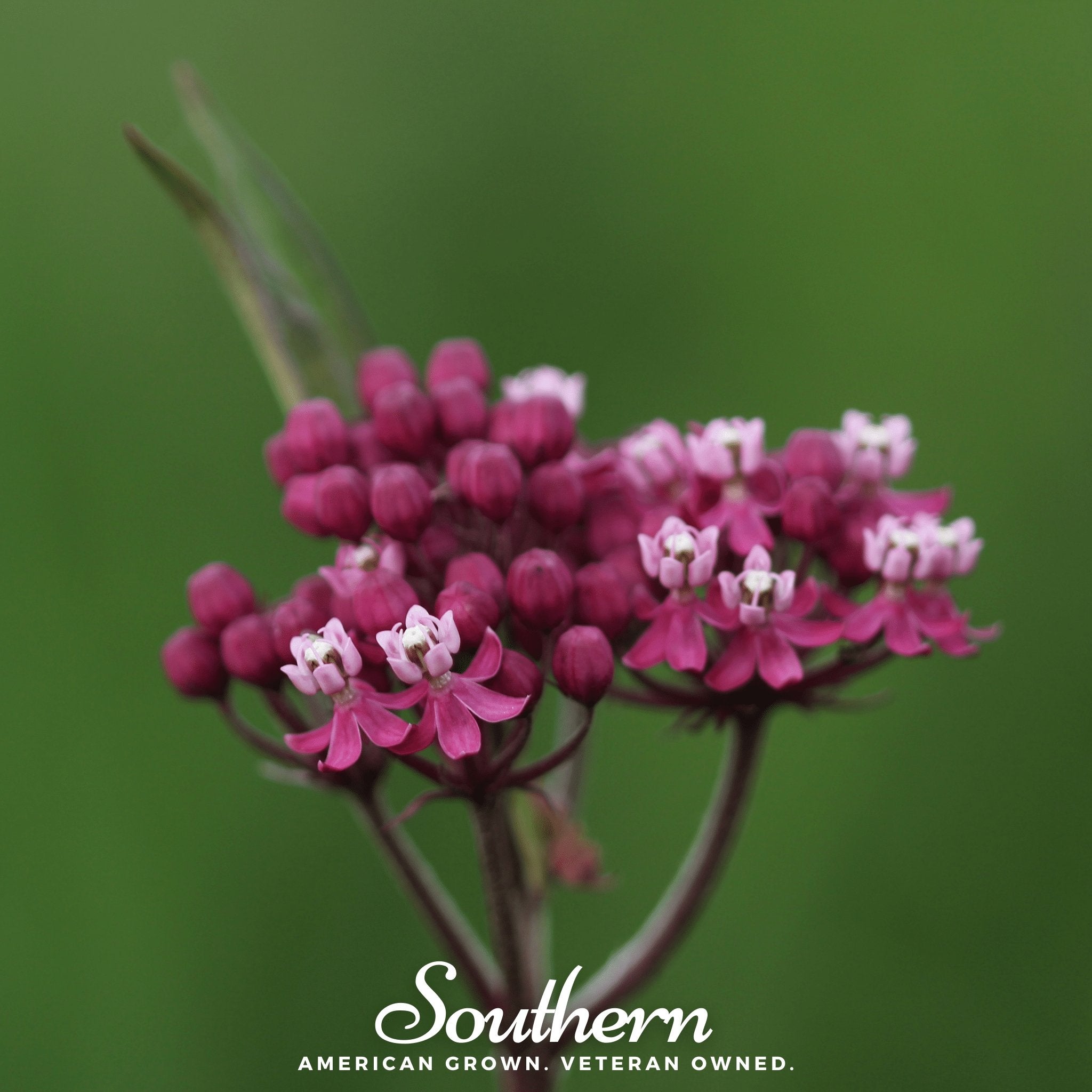 Swamp Milkweed – 50 Seeds Southern Seeds