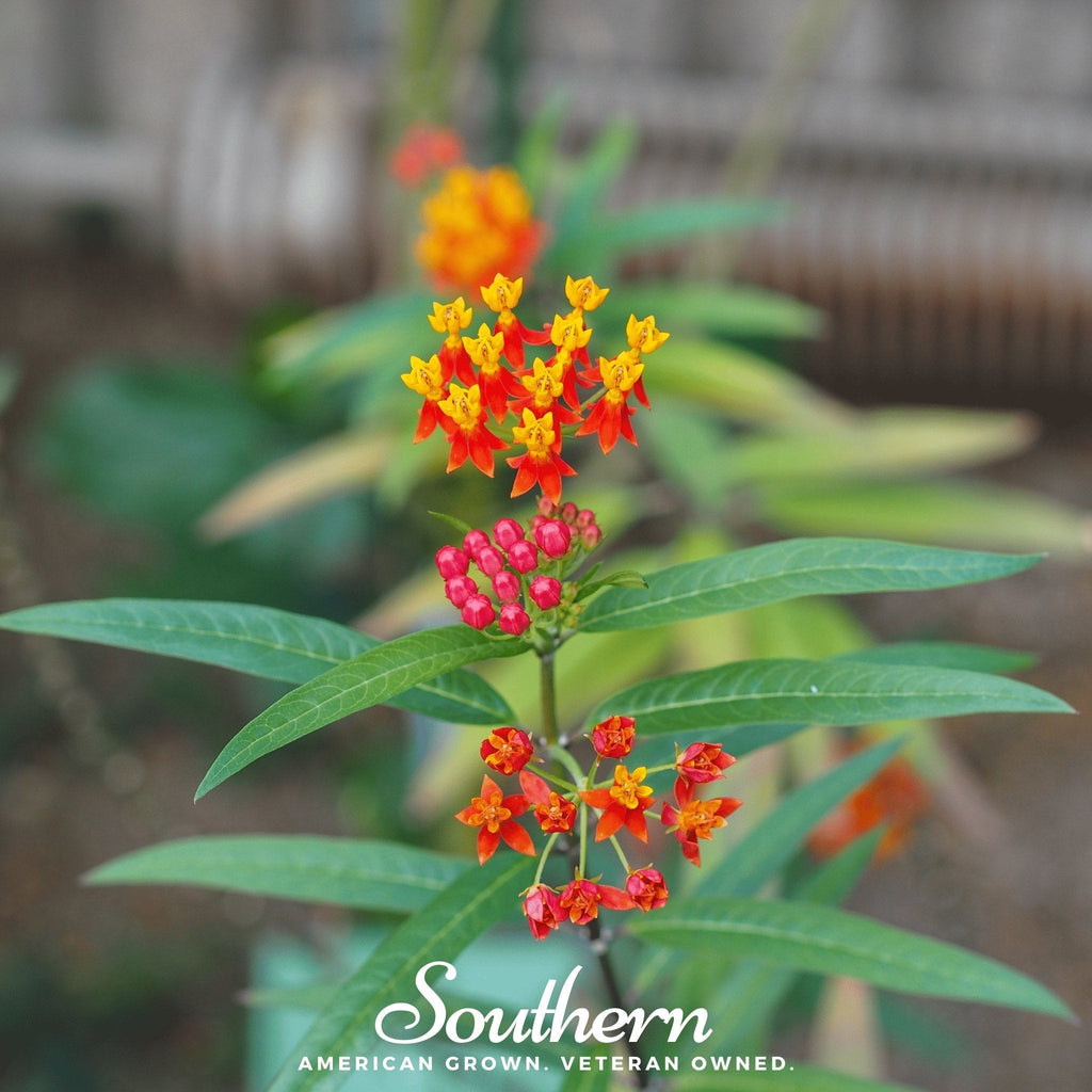 Tropical Milkweed – 50 Seeds Southern Seeds