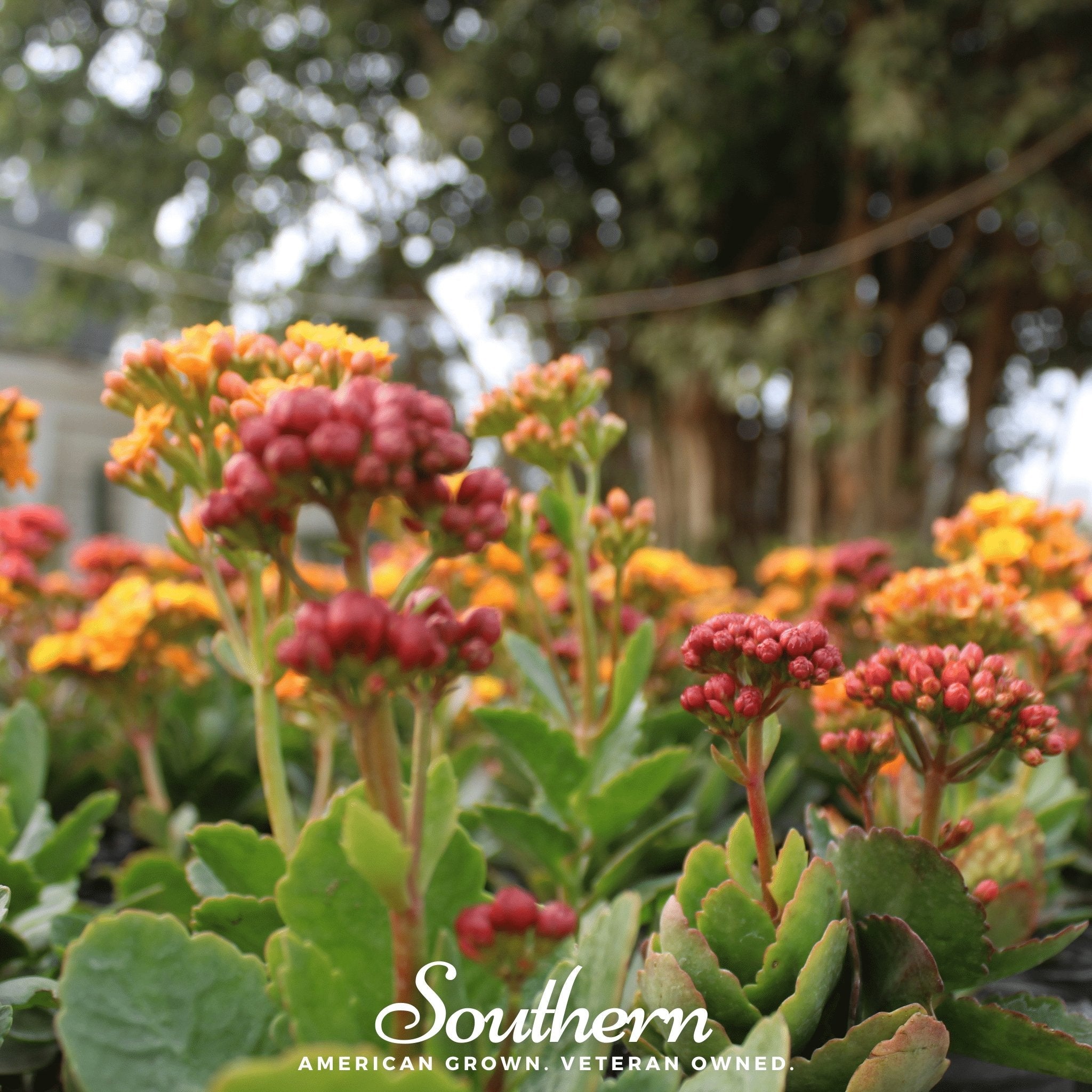 Tropical Milkweed – 50 Seeds Southern Seeds
