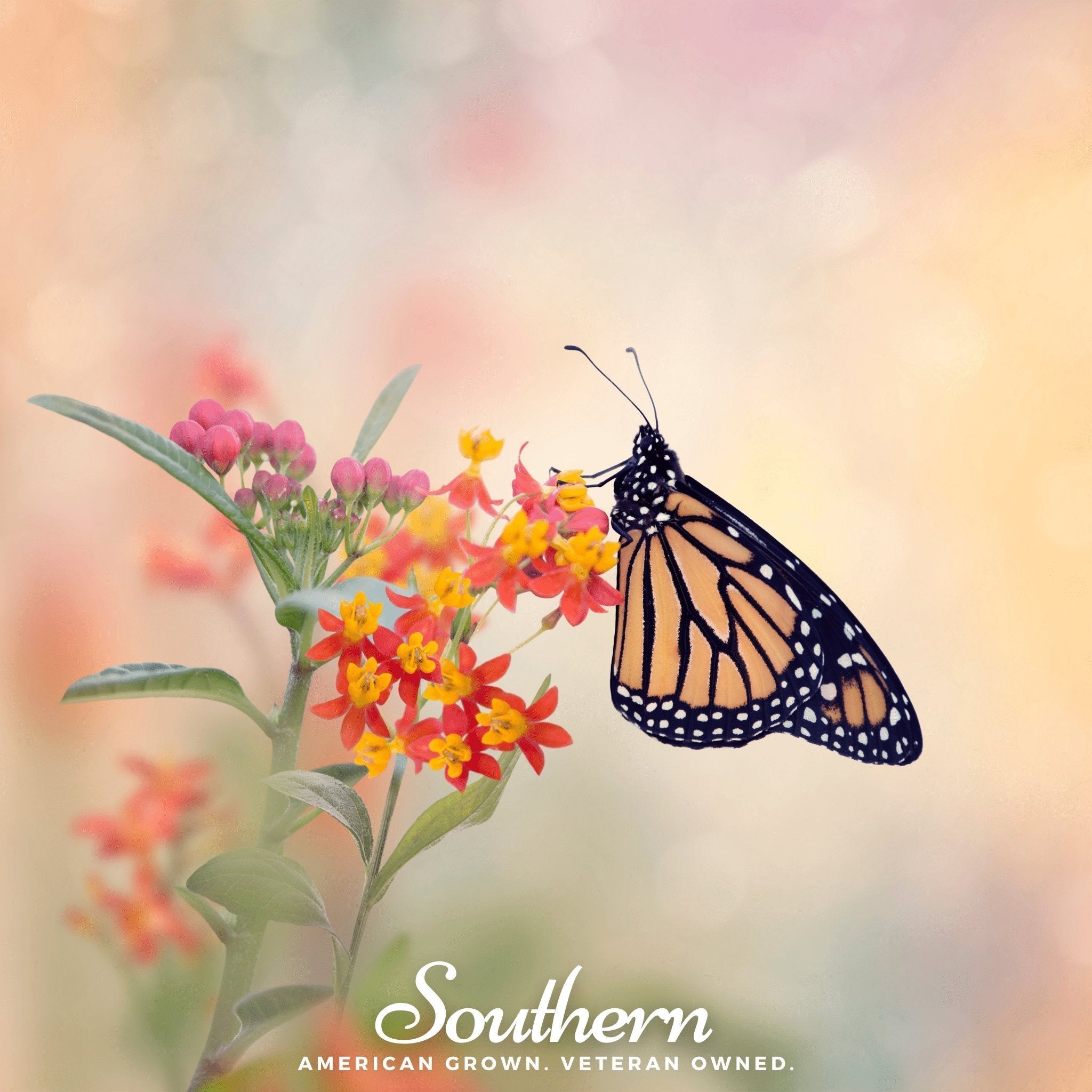 Tropical Milkweed – 50 Seeds Southern Seeds
