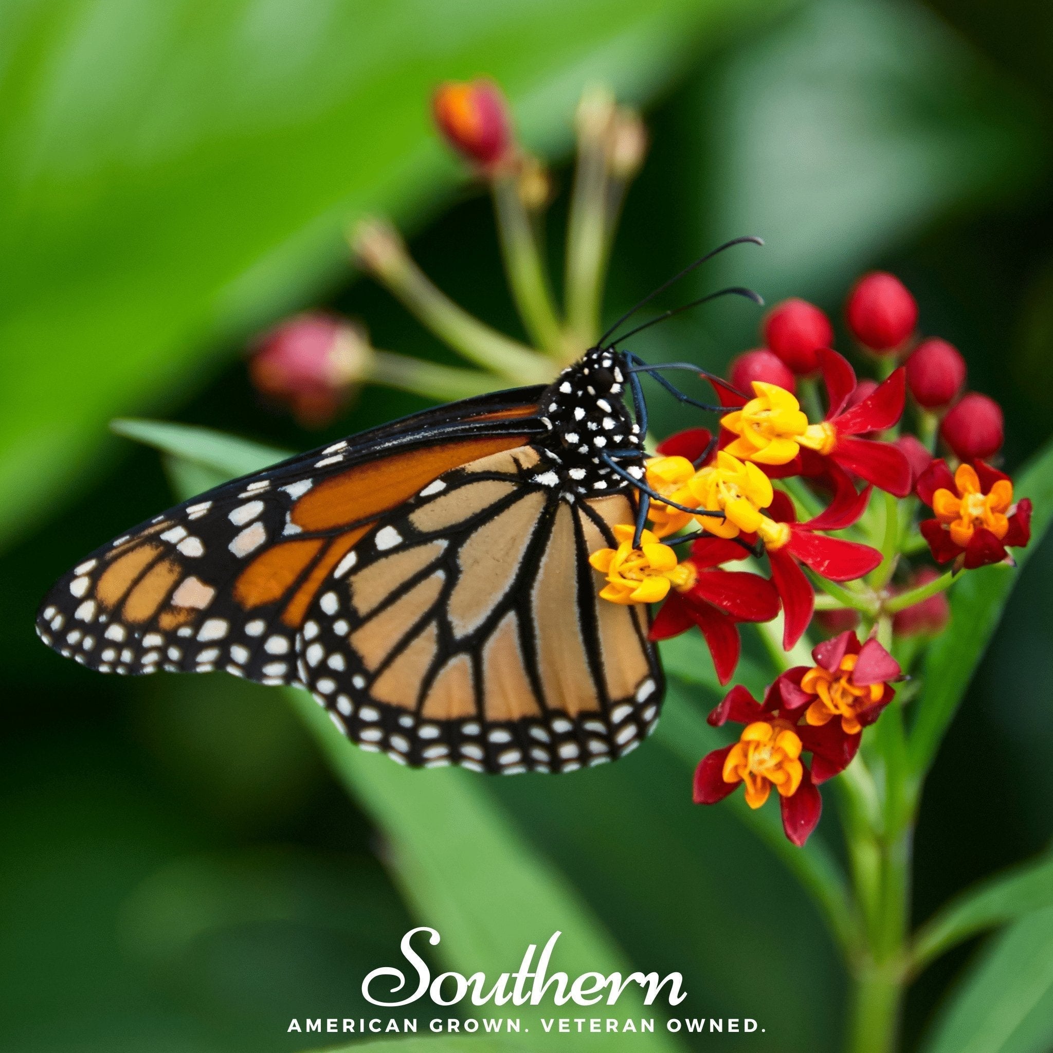 Tropical Milkweed – 50 Seeds Southern Seeds