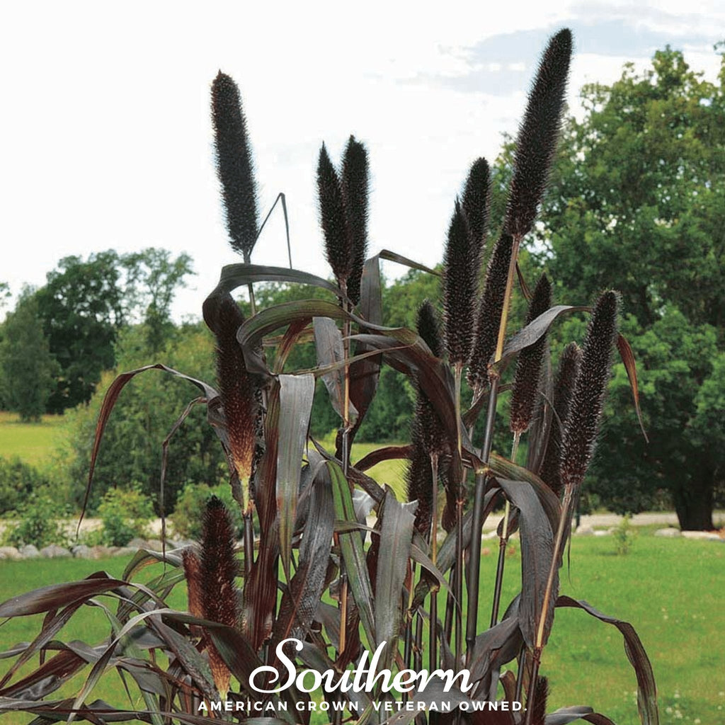 Purple Majesty Millet – 10 Seeds Southern Seeds