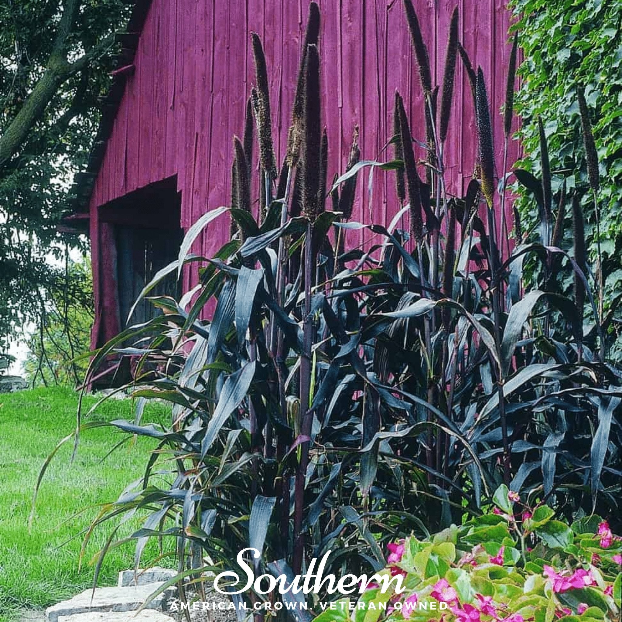 Purple Majesty Millet – 10 Seeds Southern Seeds