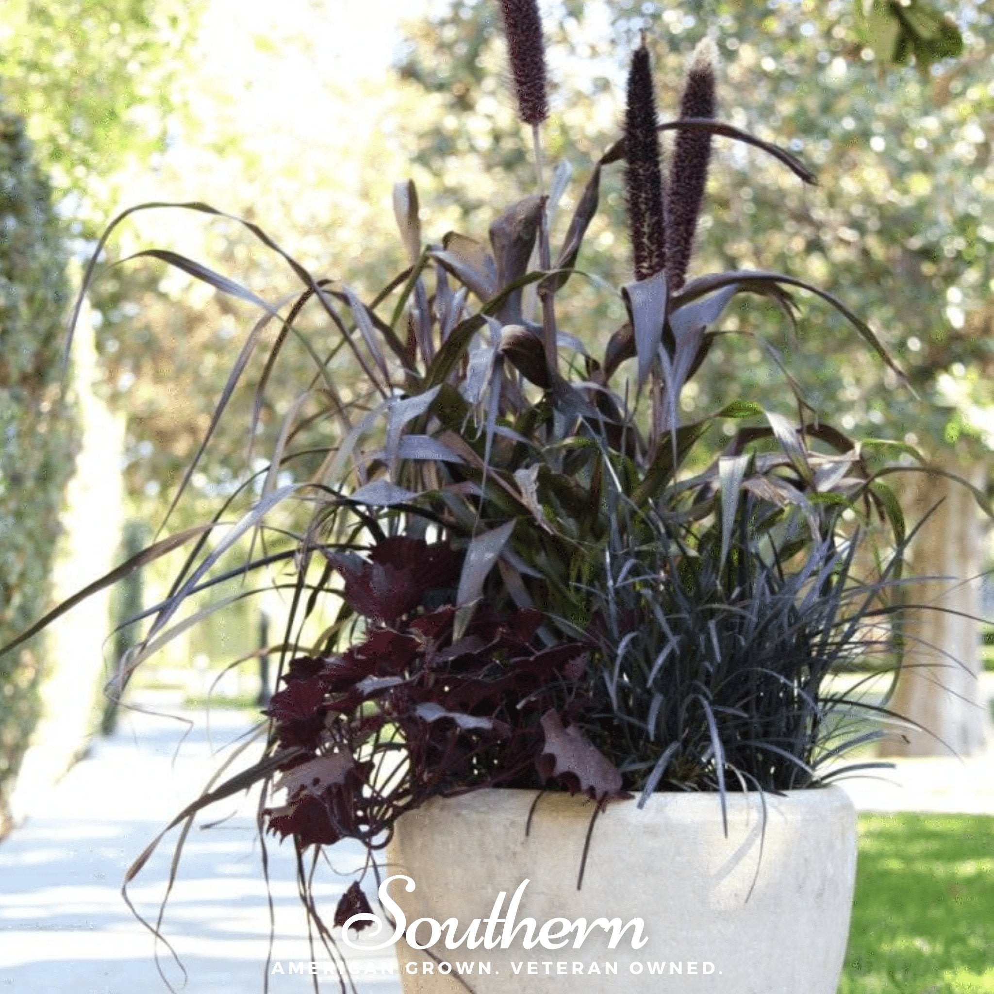 Purple Majesty Millet – 10 Seeds Southern Seeds