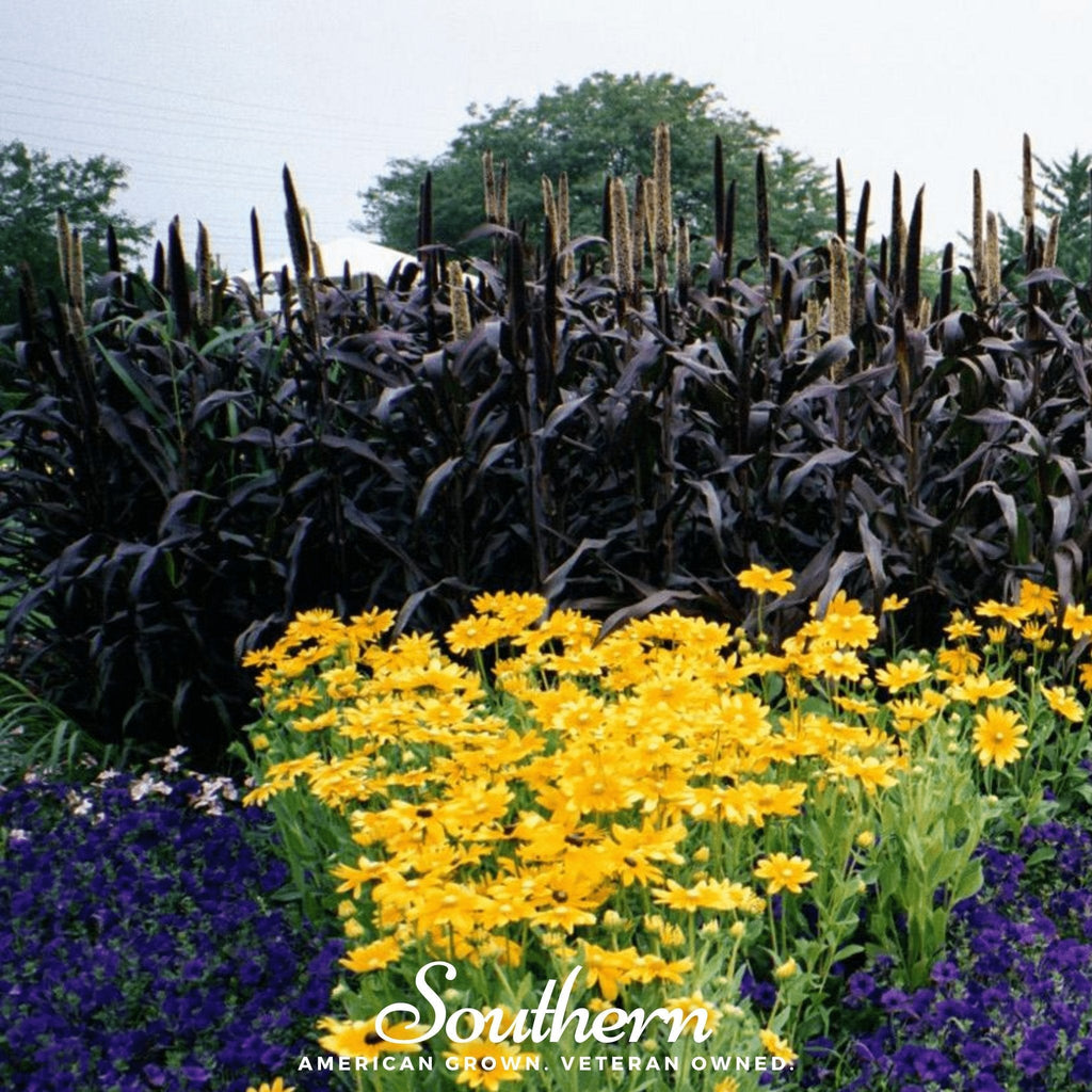 Purple Majesty Millet – 10 Seeds Southern Seeds