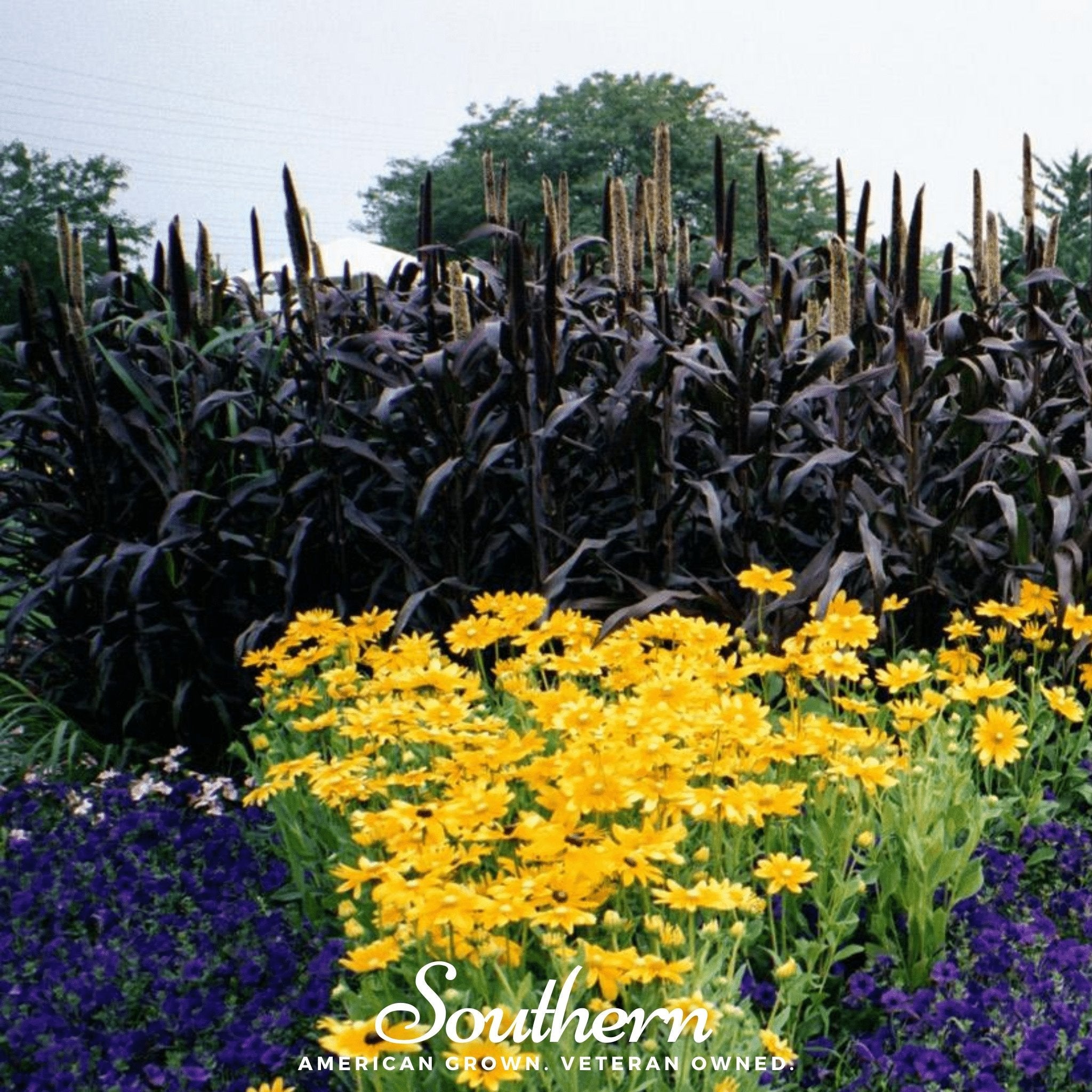 Purple Majesty Millet – 10 Seeds Southern Seeds