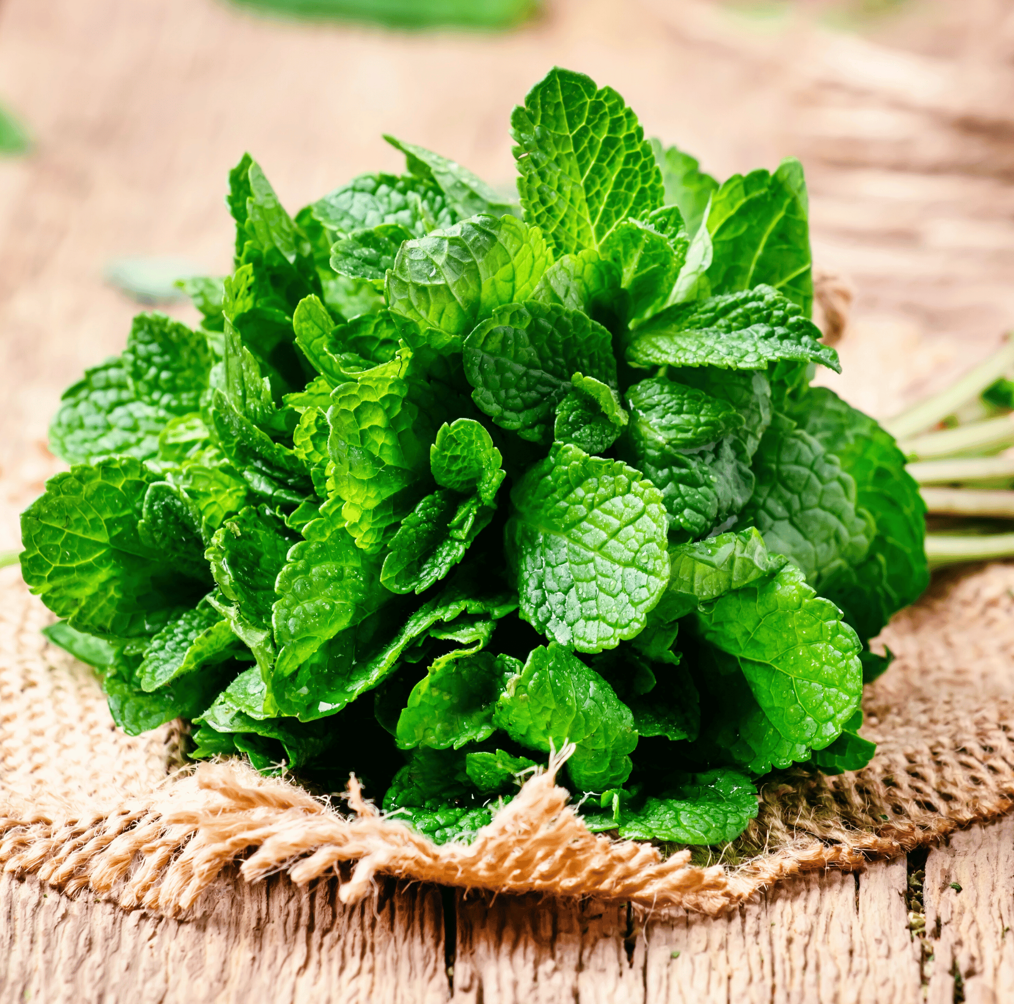 Mint – 100 Seeds Southern Seeds