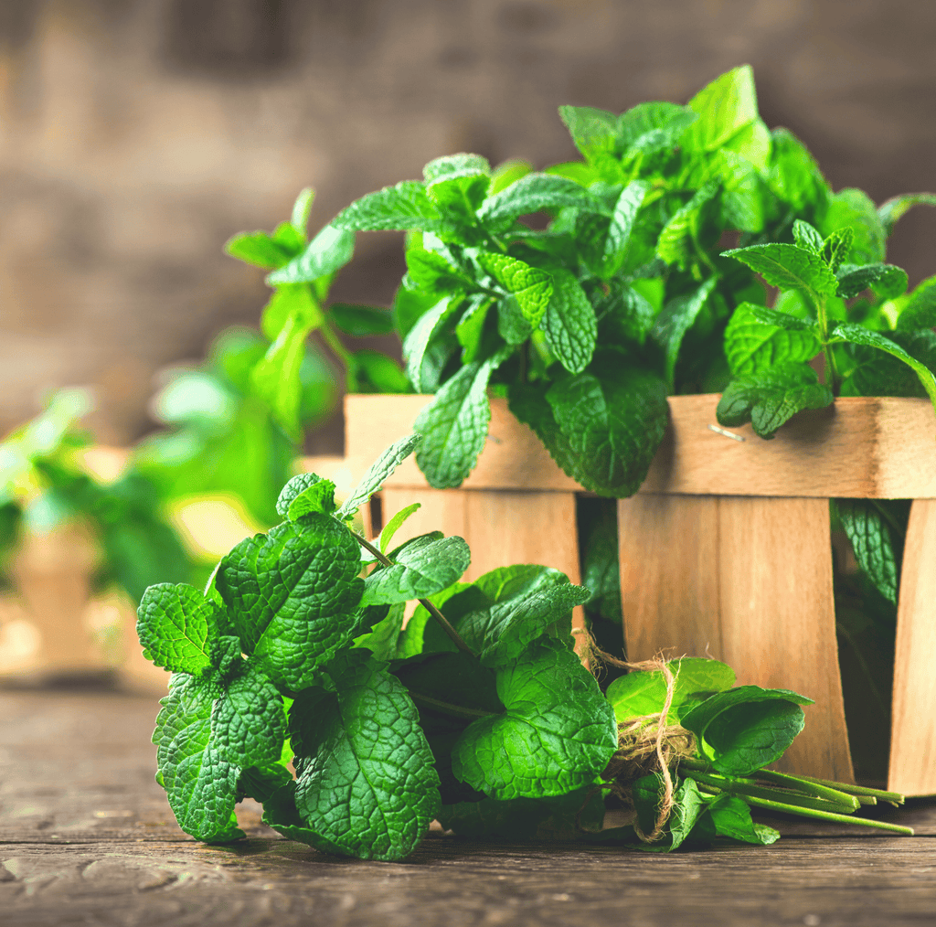 Mint – 100 Seeds Southern Seeds