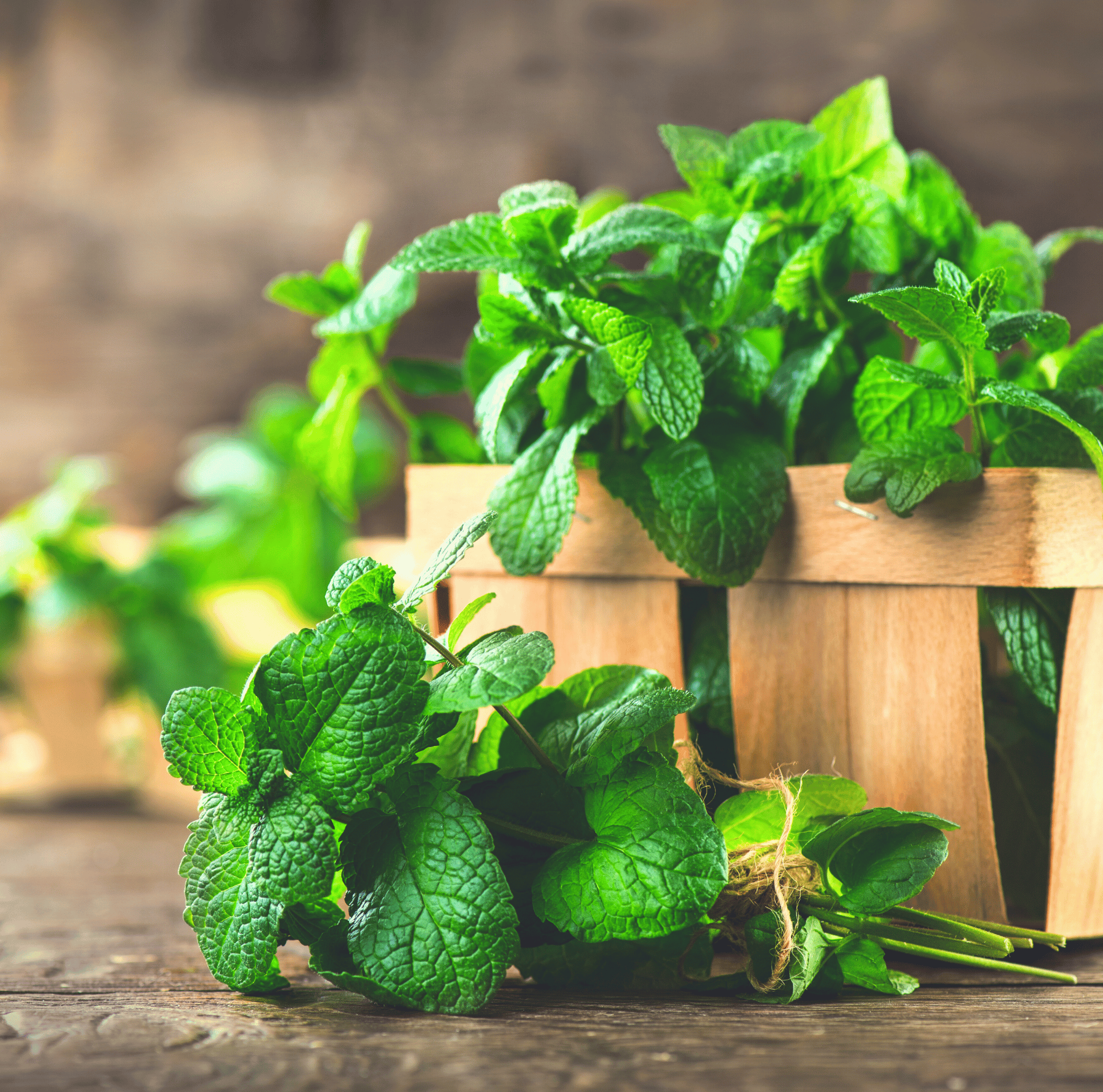 Mint – 100 Seeds Southern Seeds