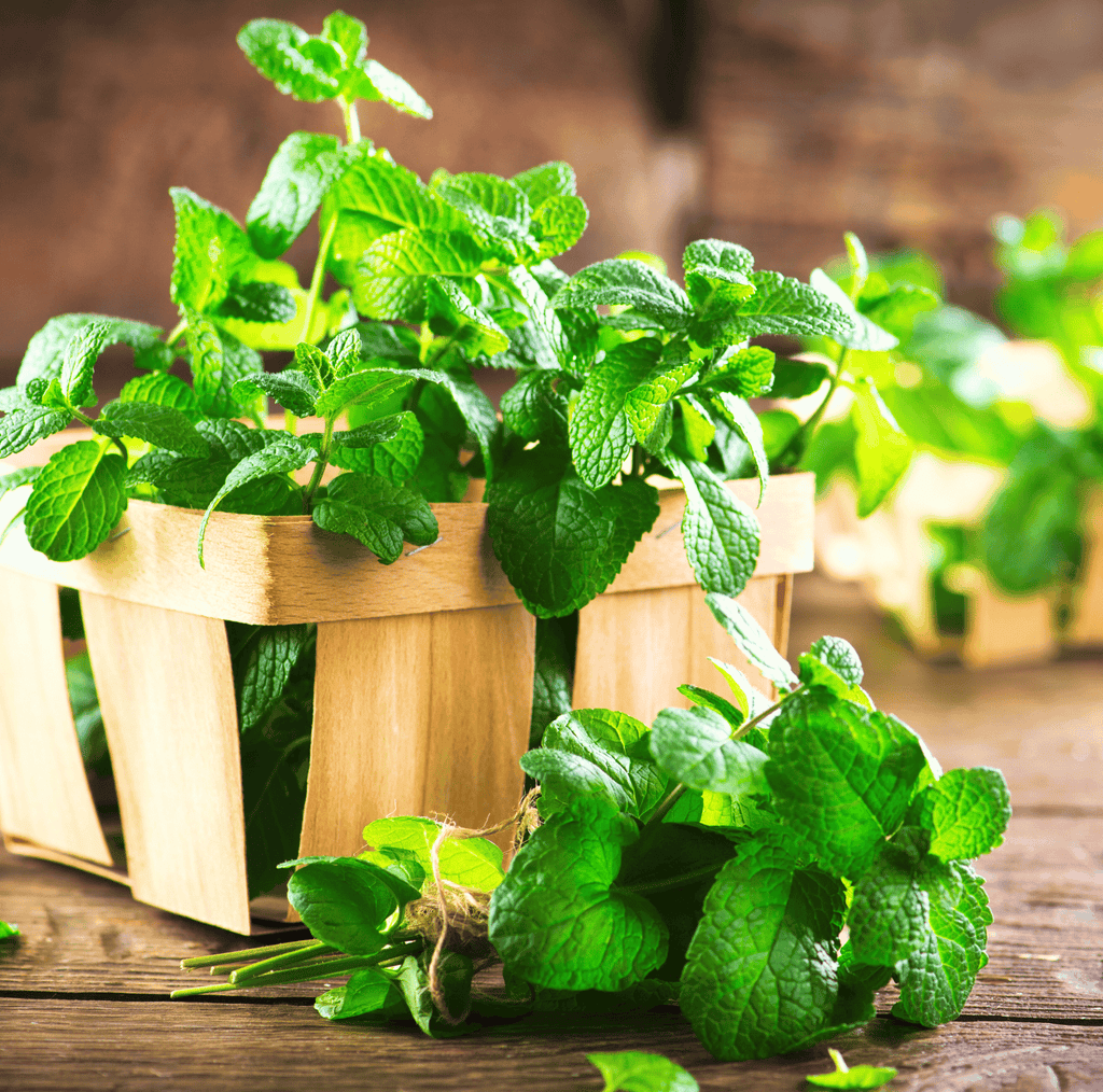 Mint – 100 Seeds Southern Seeds