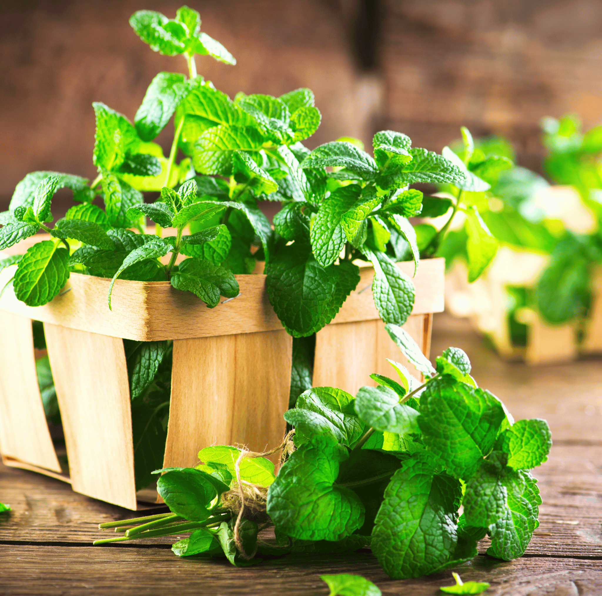 Mint – 100 Seeds Southern Seeds
