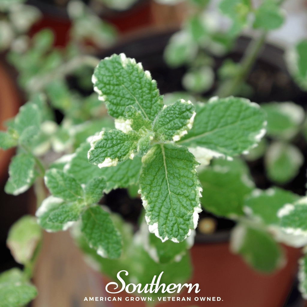 Pineapple Mint – 25 Seeds Southern Seeds