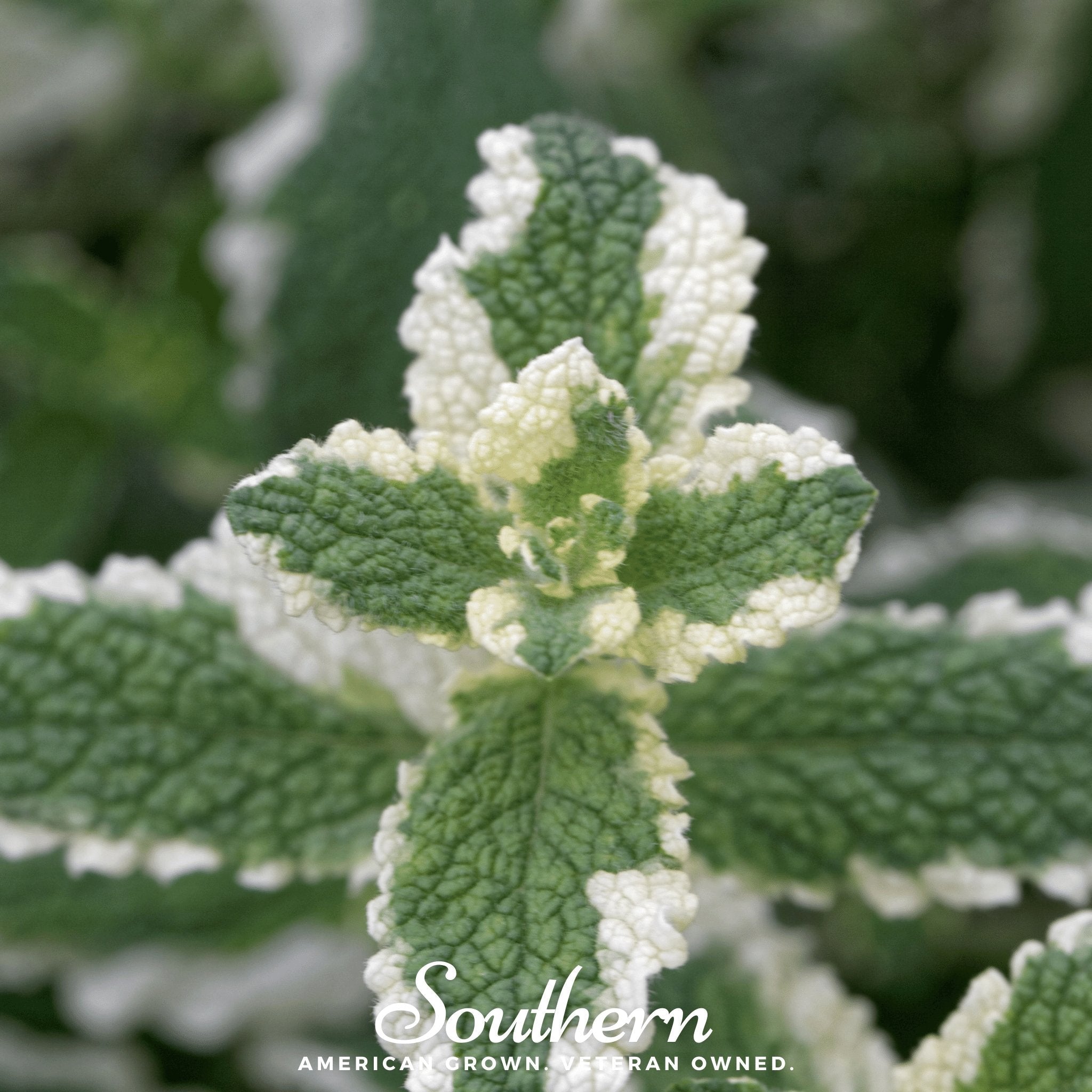 Pineapple Mint – 25 Seeds Southern Seeds