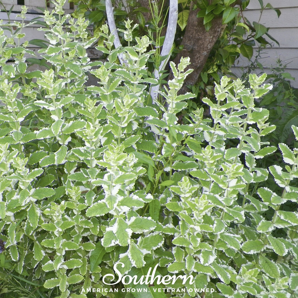 Pineapple Mint – 25 Seeds Southern Seeds