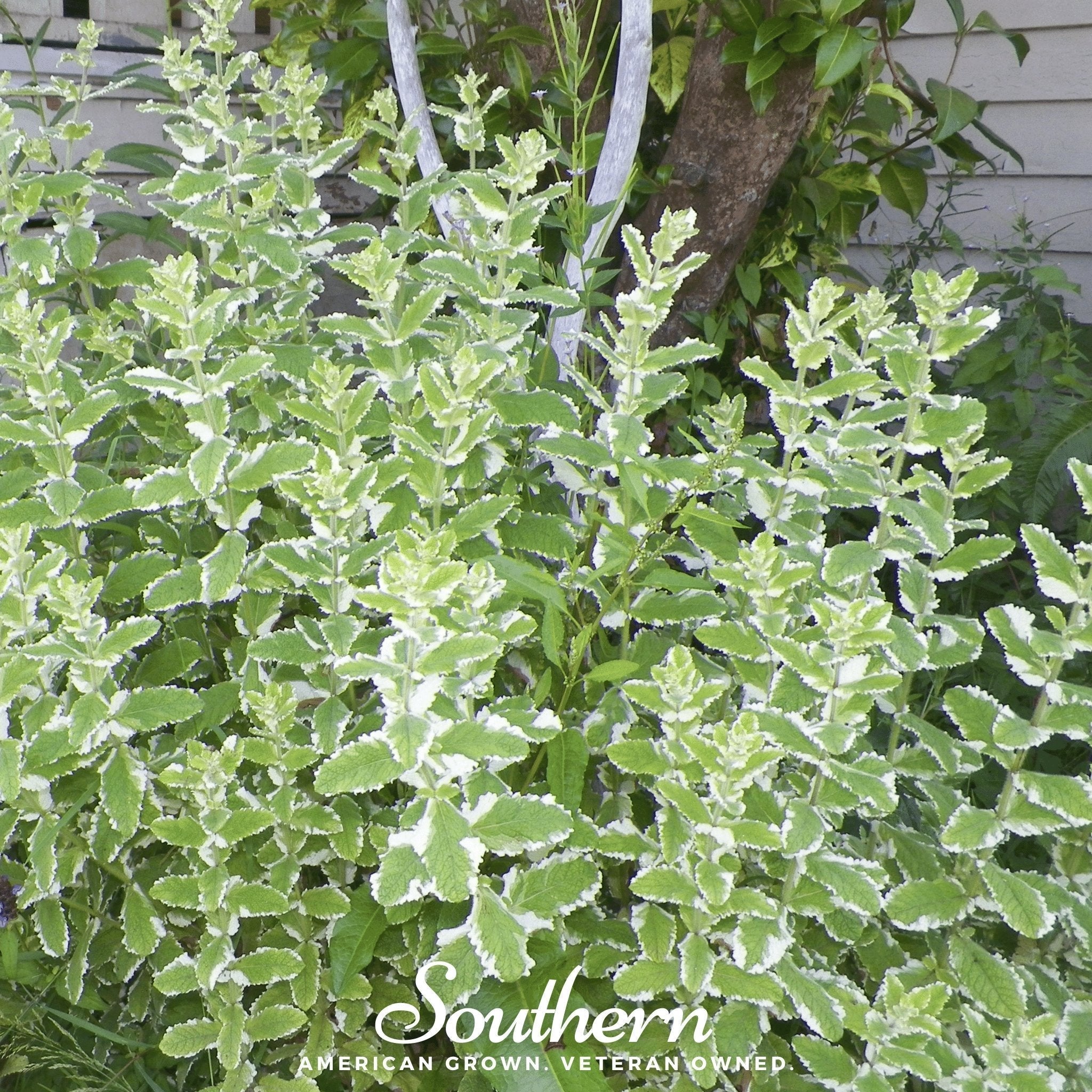 Pineapple Mint – 25 Seeds Southern Seeds