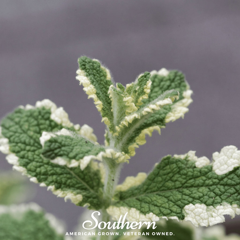 Pineapple Mint – 25 Seeds Southern Seeds