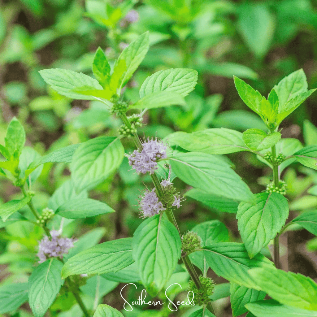 Wild Corn Mint – 100 Seeds Southern Seeds