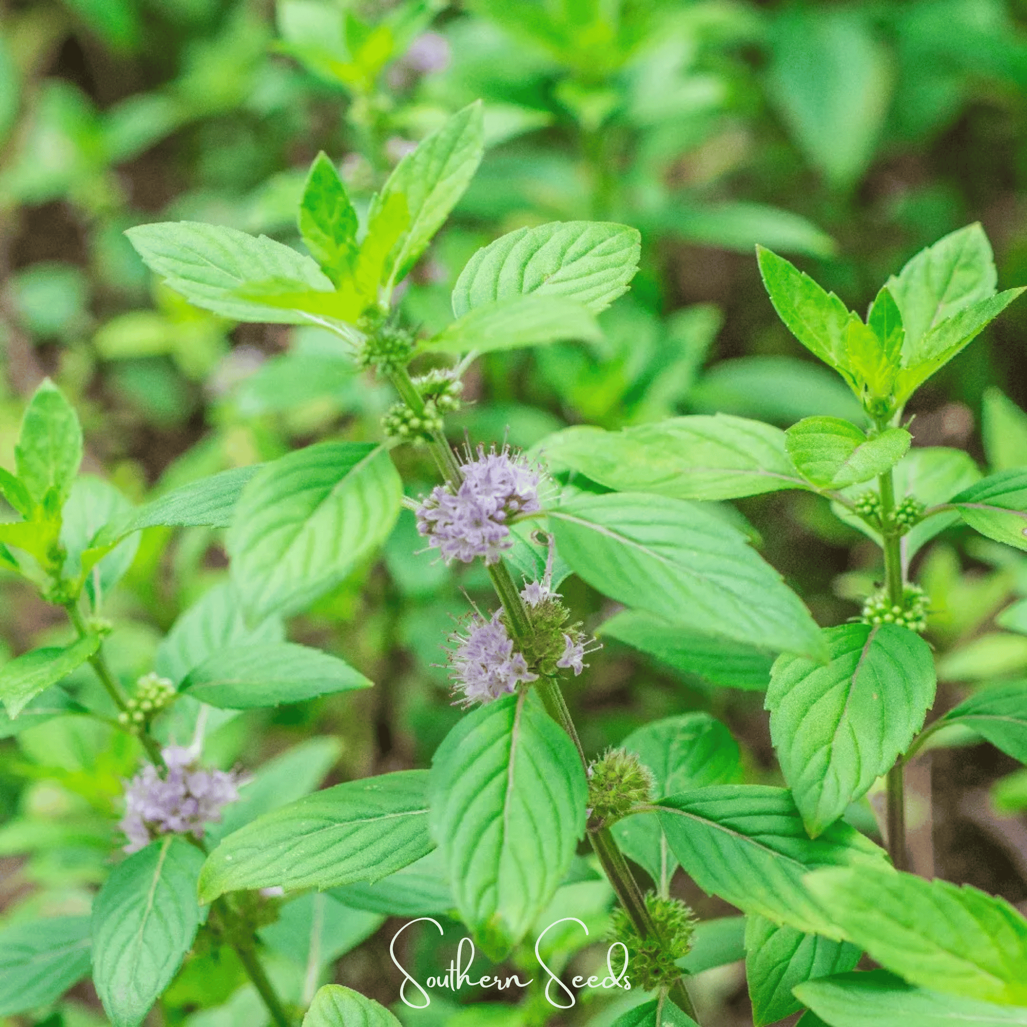 Wild Corn Mint – 100 Seeds Southern Seeds