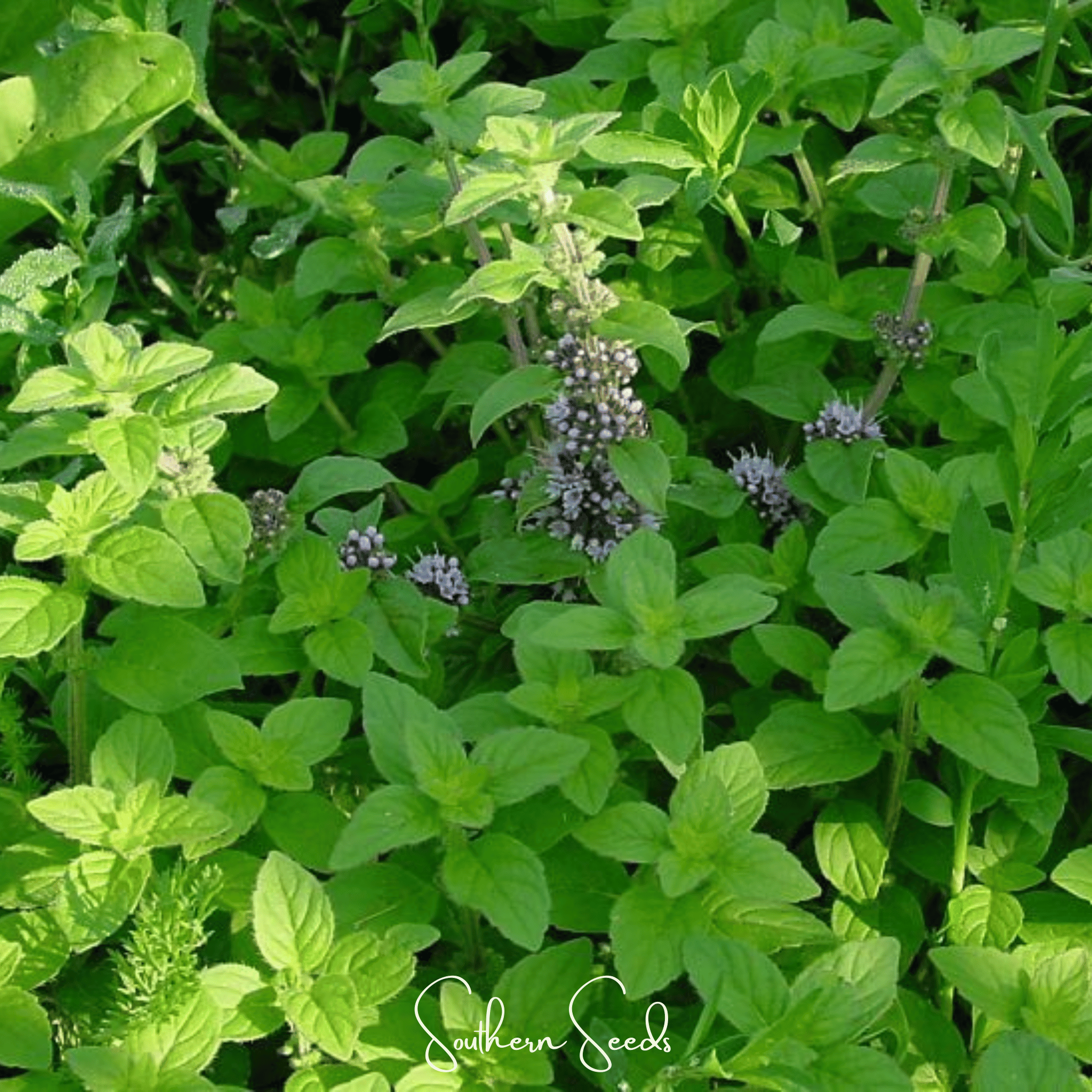 Wild Corn Mint – 100 Seeds Southern Seeds