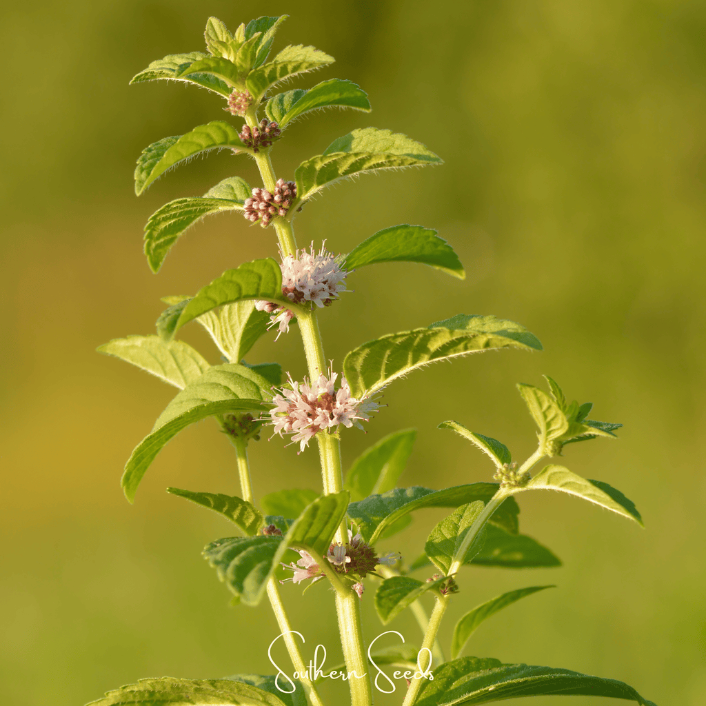 Wild Corn Mint – 100 Seeds Southern Seeds