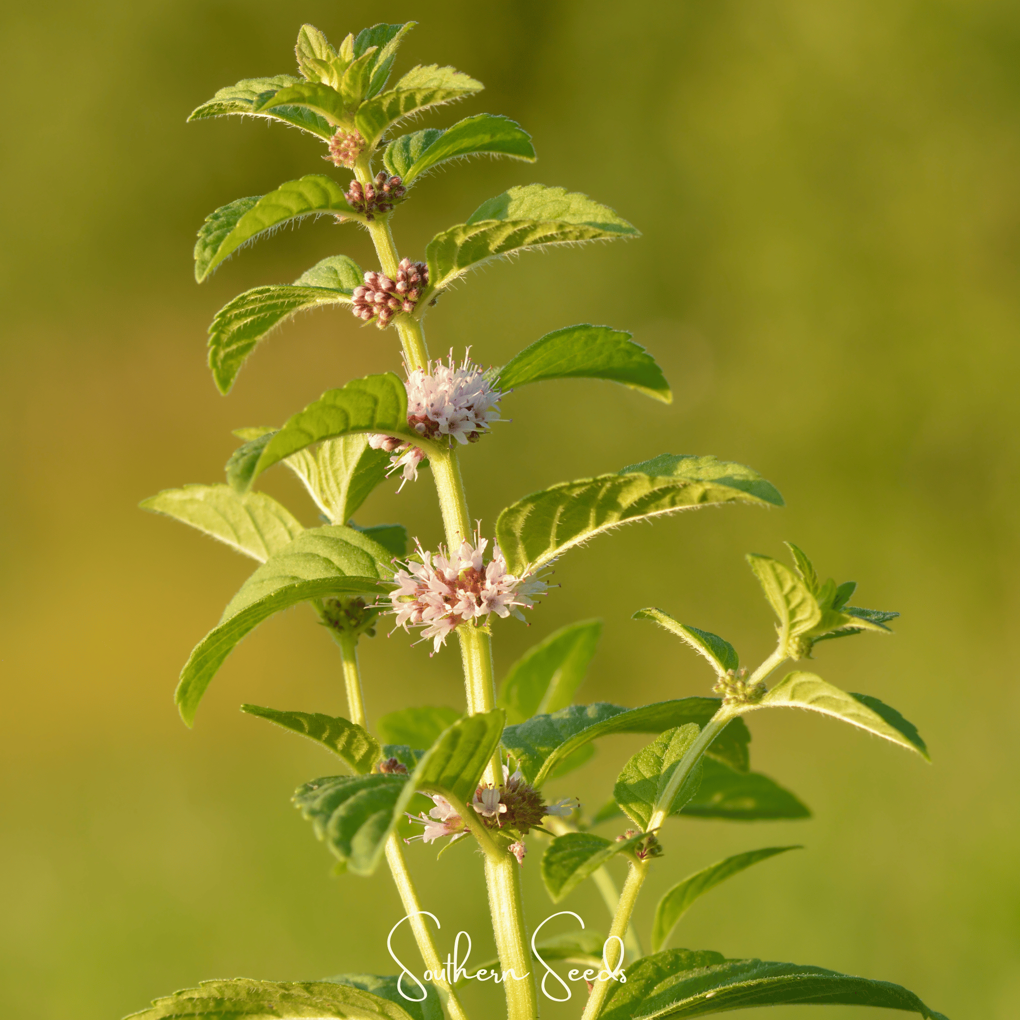 Wild Corn Mint – 100 Seeds Southern Seeds