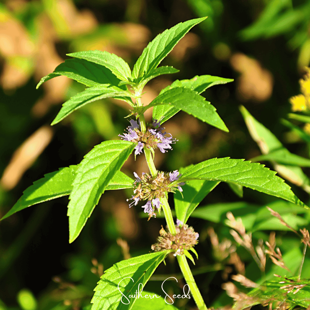 Wild Corn Mint – 100 Seeds Southern Seeds