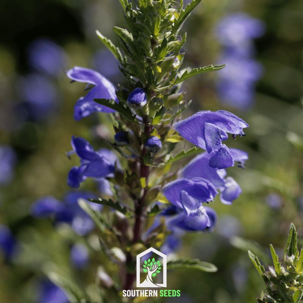 Dragonhead Moldavian Balm – 50 Seeds Southern Seeds