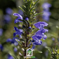 Dragonhead Moldavian Balm – 50 Seeds Southern Seeds