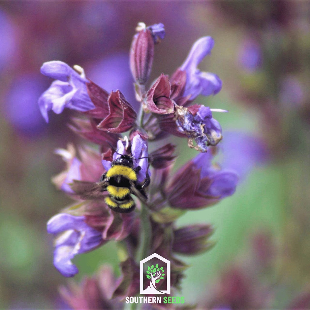 Dragonhead Moldavian Balm – 50 Seeds Southern Seeds