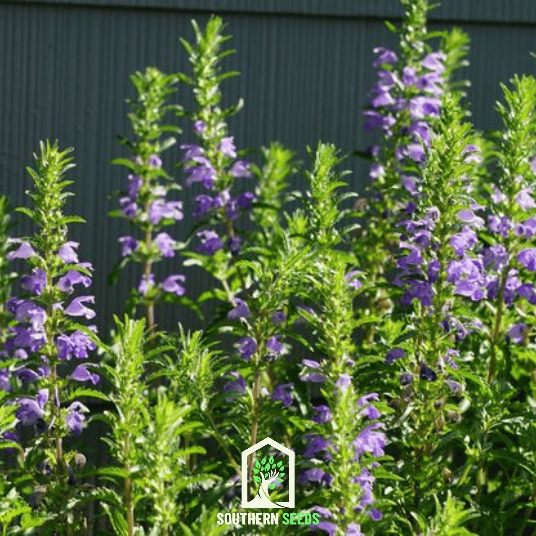 Dragonhead Moldavian Balm – 50 Seeds Southern Seeds
