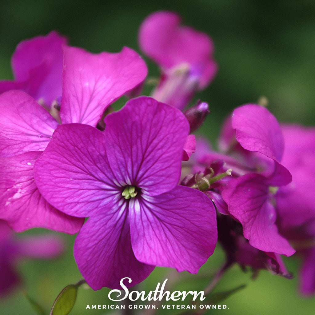 Money Plant – 20 Seeds Southern Seeds