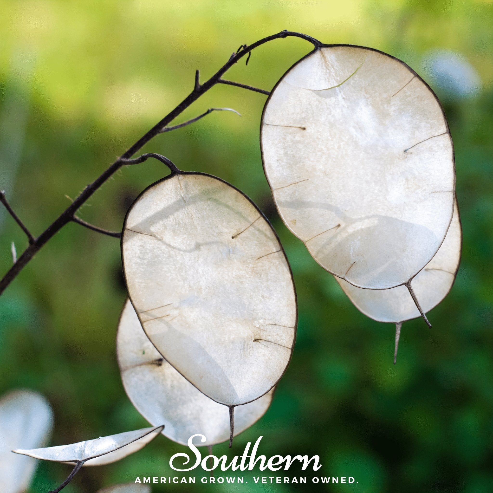 Money Plant – 20 Seeds Southern Seeds