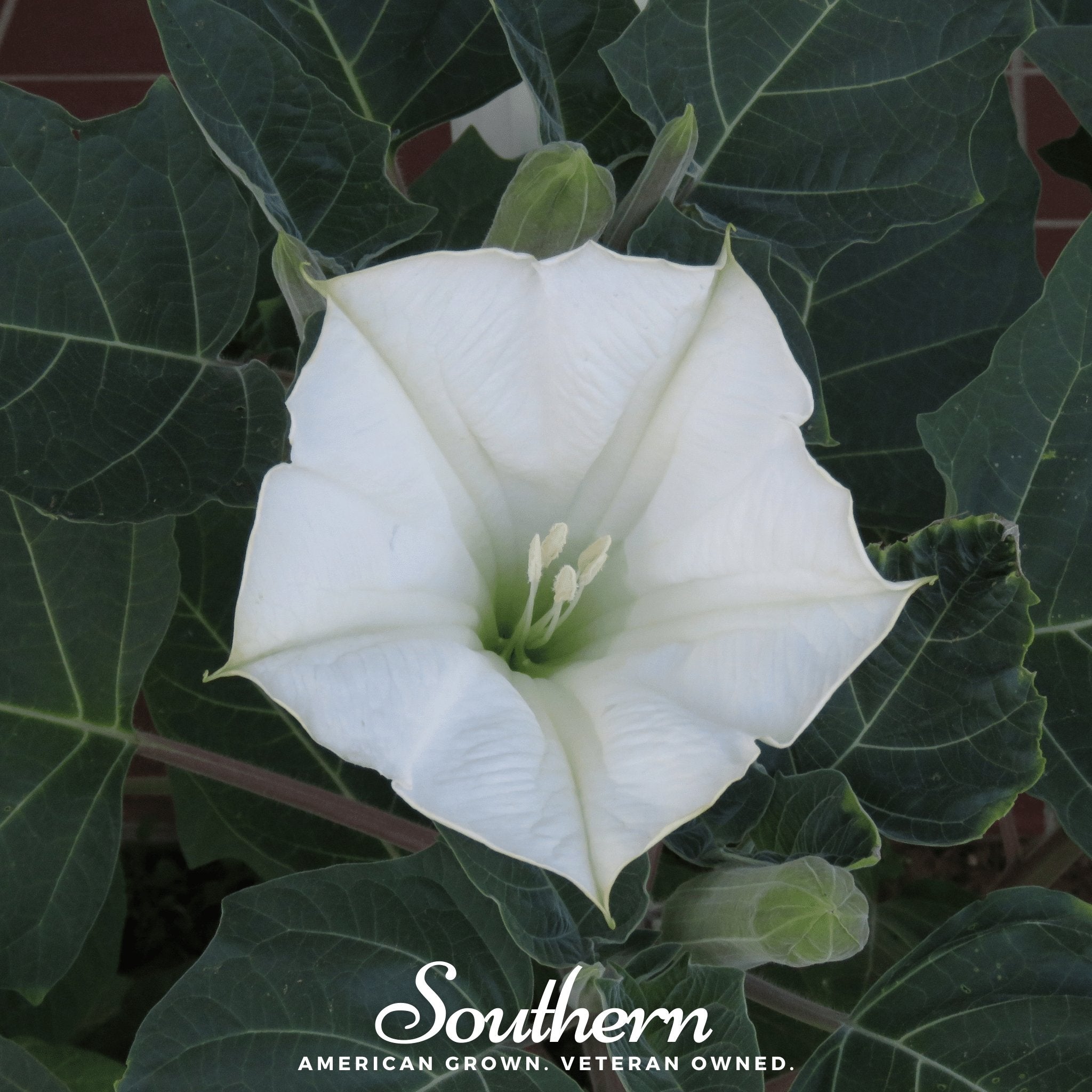 Moonflower – 25 Seeds Southern Seeds