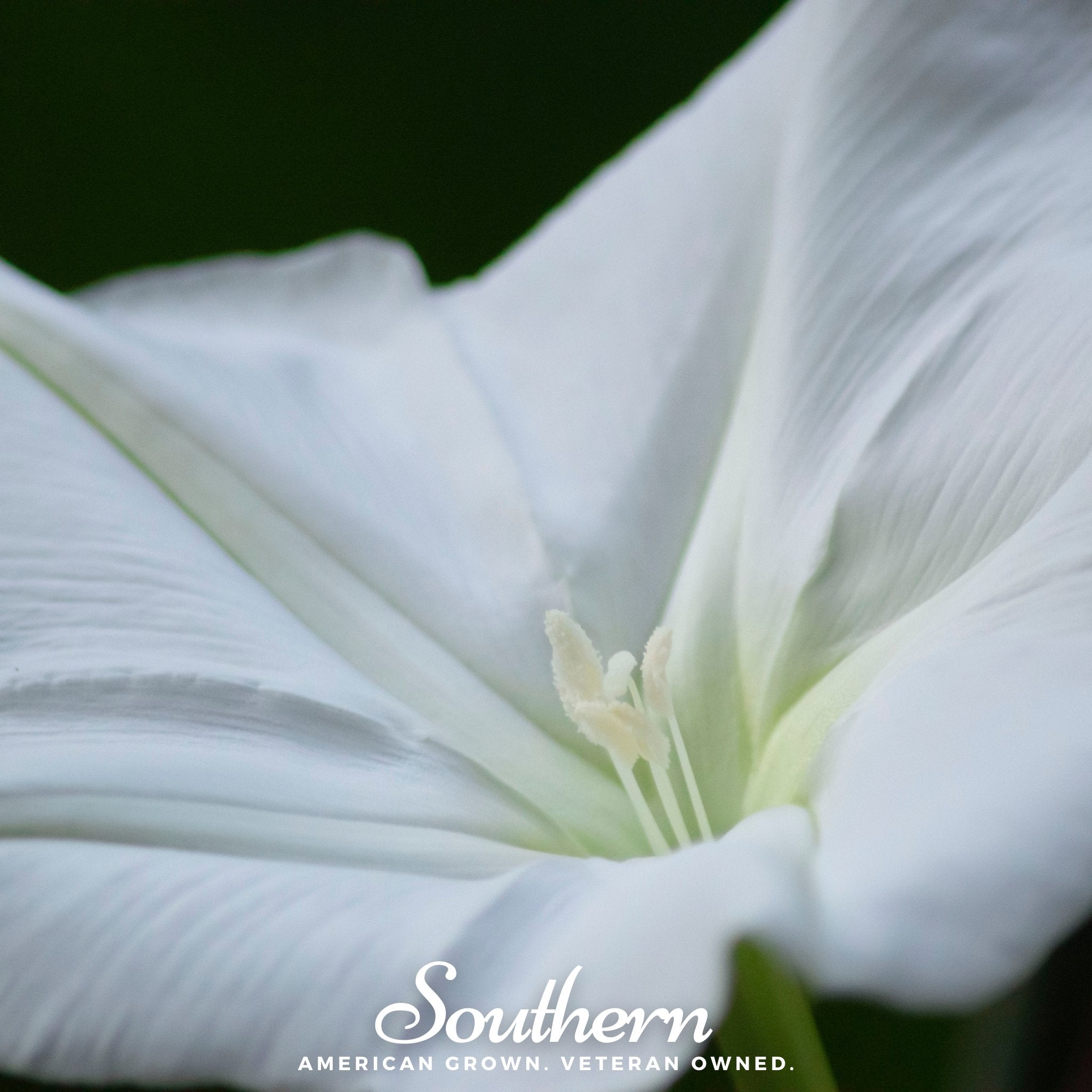 Moonflower – 25 Seeds Southern Seeds