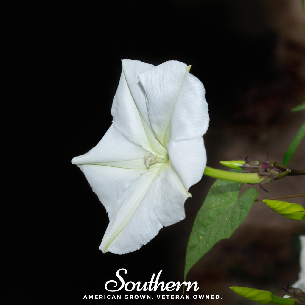 Moonflower – 25 Seeds Southern Seeds