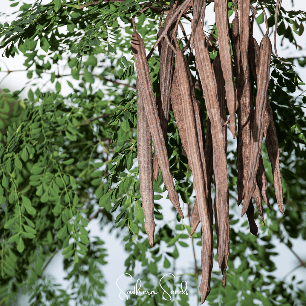 Moringa – 10 Seeds Southern Seeds